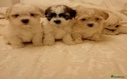 Cavachon dogs for sale: Cavachon puppies  - Image 4
