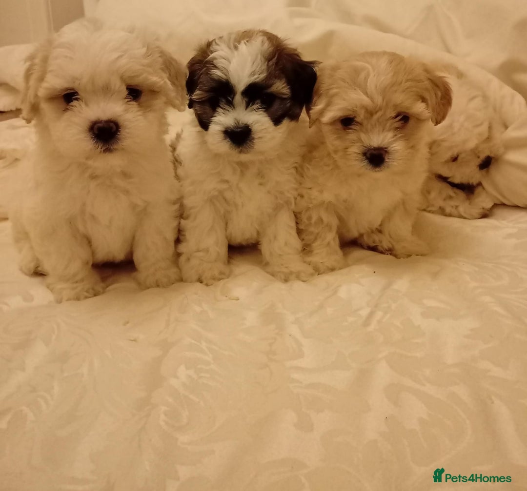 Cavachon dogs for sale: Cavachon puppies  - Image 4