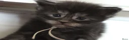 Maine Coon cats for sale: 🔥Gorgeous Maine Coons Available🔥 - Advert 4