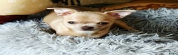 Chihuahua dogs for sale: Chihuhaha Puppies for sale - Advert 12