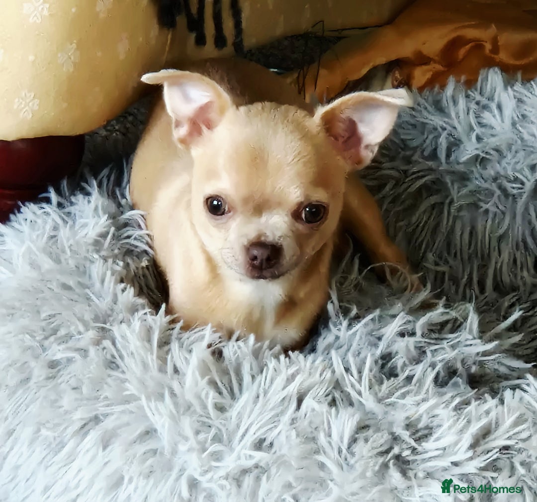 Chihuahua dogs for sale: Chihuhaha Puppies for sale - Advert 12
