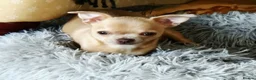 Chihuahua dogs for sale: Chihuhaha Puppies for sale - Advert 12