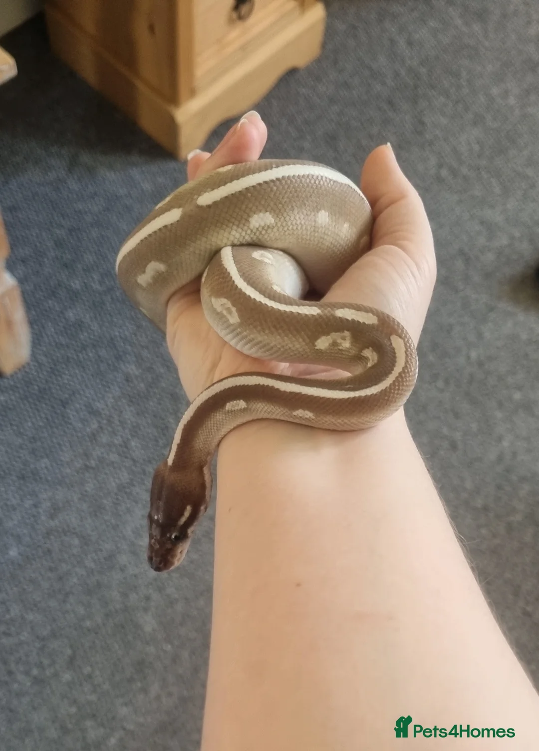 Python Snake reptiles for sale: Purple Passion Male Royal Python 3yo in Bridgend - Advert 1