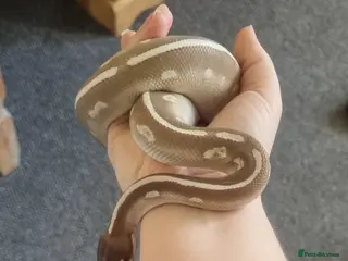 Python Snake reptiles Purple Passion Male Royal Python 3yo - Advert 2