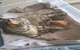 Mixed Breed cats for sale: Kittens  - Image 11