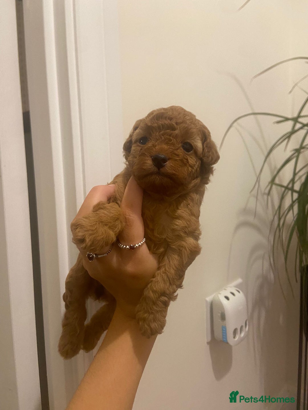 Toy Poodle dogs for sale: Beautiful Toy poodle puppy  - Image 5