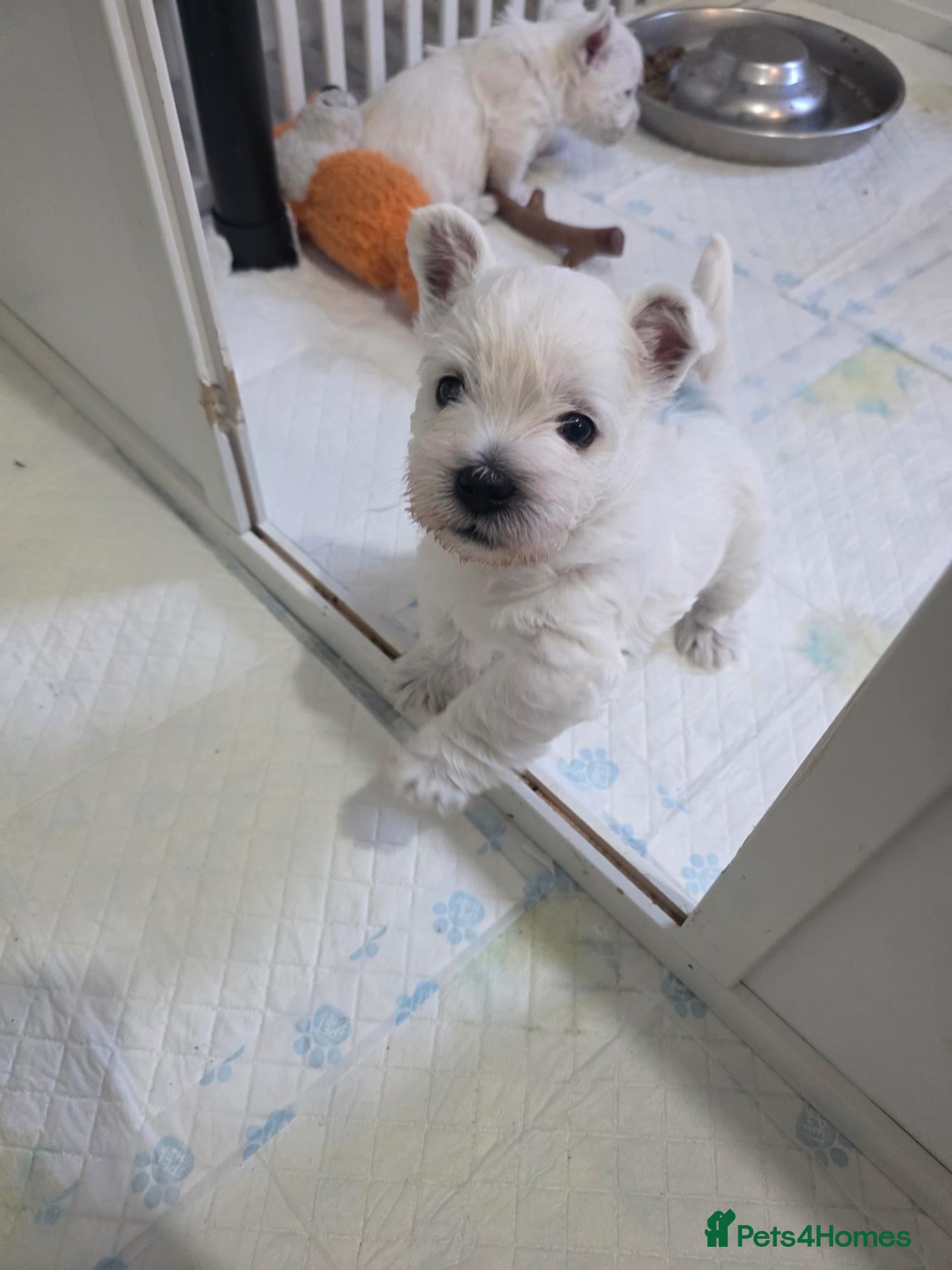 West Highland Terrier dogs Westie puppies  - Advert 6