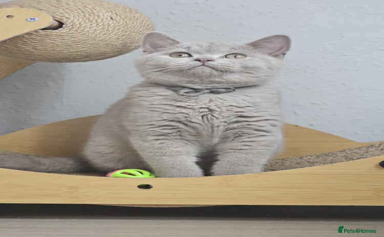 British Shorthair cats for sale - Advert 1