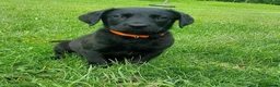Labrador Retriever dogs for sale: KC registered Labrador Retriever Pupps in Arbroath - Advert 6