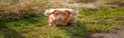 Dachshund dogs for stud: Dachshund miniature long Haired for stud - Advert 6