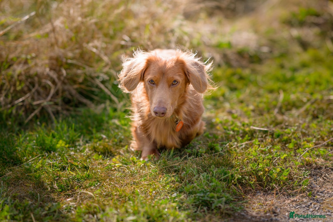 Dachshund dogs for stud: Dachshund miniature long Haired for stud - Advert 6