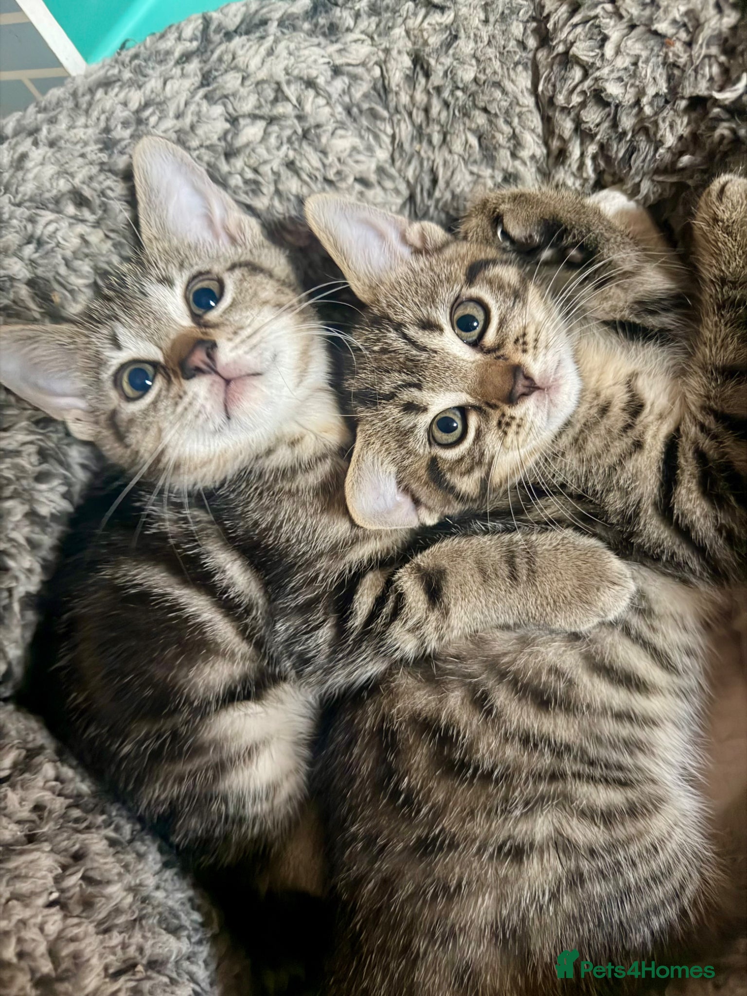 Mixed Breed cats Beautiful kittens available  - Advert 1