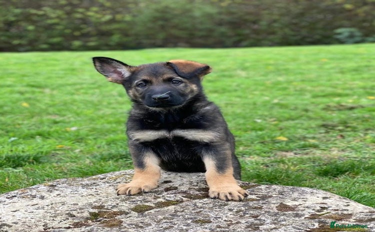 German Shepherd dogs - Advert 13