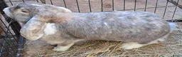 French Lop rabbits for sale: Gorgeous Giant French Lop Doe  Vaccinated - RETIRE - Advert 6