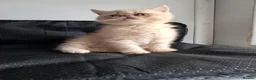 Exotic cats for sale: Domel - Advert 4