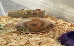 Hamster rodents for sale: *RESERVED* Baby boy Hamster 7 weeks old  - Image 5