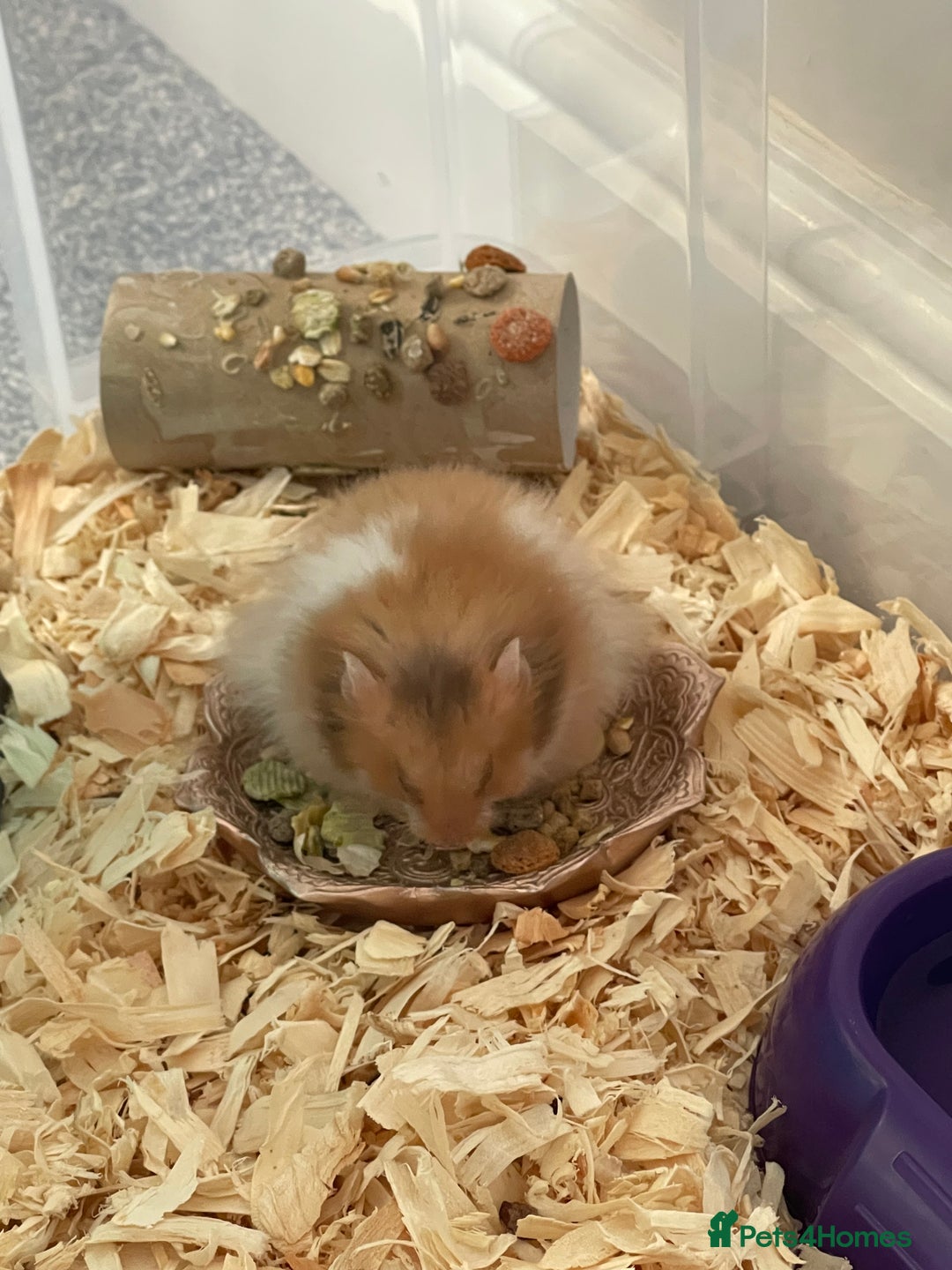 Hamster rodents for sale: *RESERVED* Baby boy Hamster 7 weeks old  - Image 5
