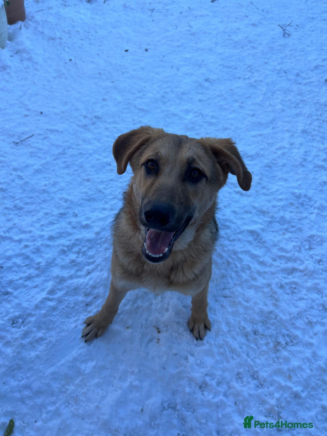 Anatolian Shepherd dogs for adoption: 6.5-Month-Old Anatolian Shepherd Mix Ready For You - Advert 6