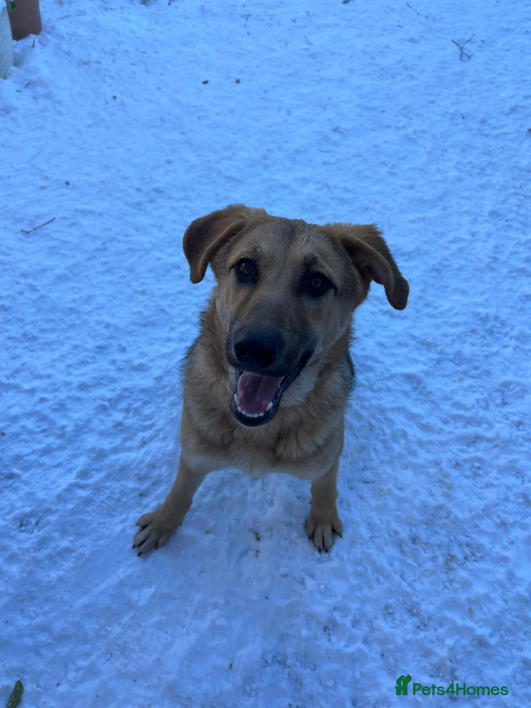 Anatolian Shepherd dogs for adoption: 6.5-Month-Old Anatolian Shepherd Mix Ready For You - Advert 11