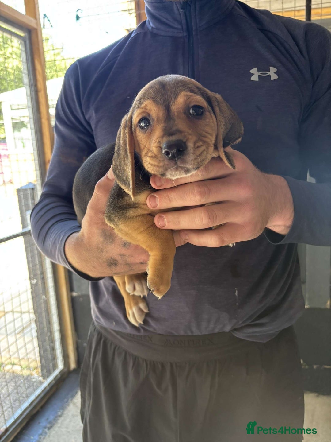 Beagle dogs for sale: 7 wonderful cocker spaniel x beagle❤️🏡 - Image 15