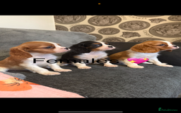Cavalier King Charles Spaniel dogs for stud: Kc dna clear cavalier boy for stud  in Huddersfield - Image 11