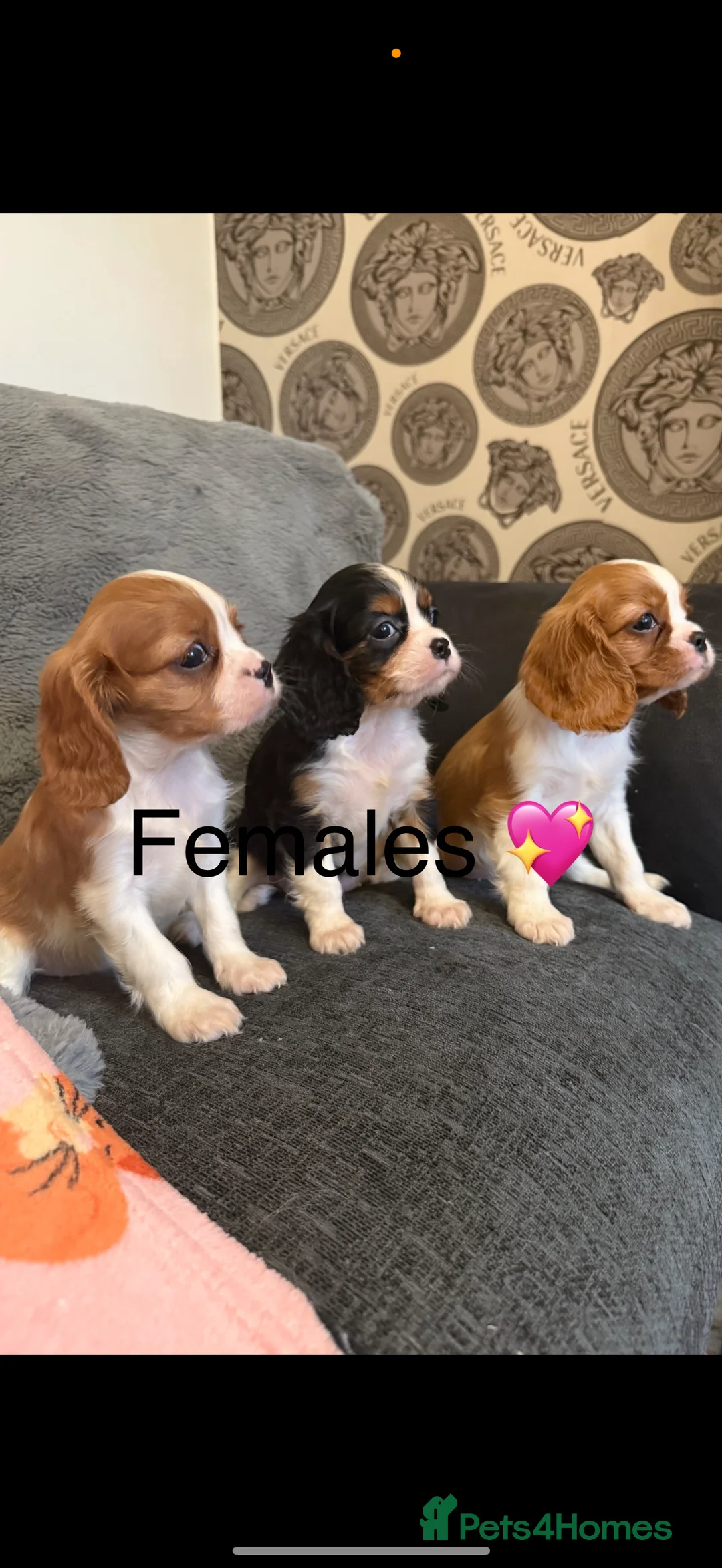 Cavalier King Charles Spaniel dogs for stud: Kc dna clear cavalier boy for stud  in Huddersfield - Advert 11