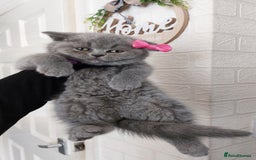 British Shorthair cats for sale: OUTSTANDING🏆PEDIGREE🎖CH SIRED in Dudley - Image 15