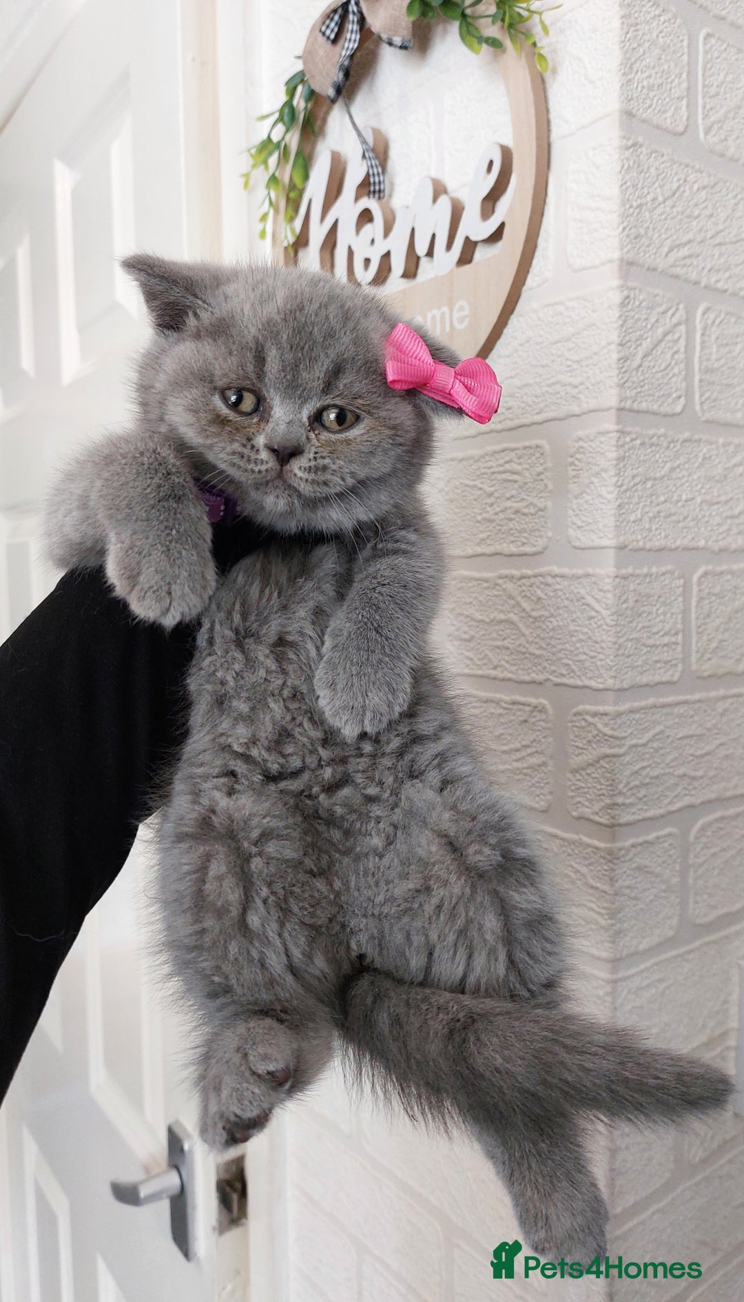 British Shorthair cats for sale: OUTSTANDING🏆PEDIGREE🎖CH SIRED in Dudley - Image 15