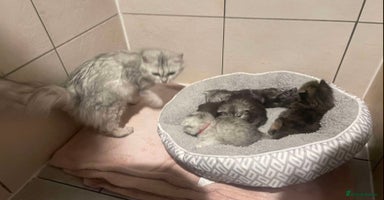 Persian cats - Advert 6