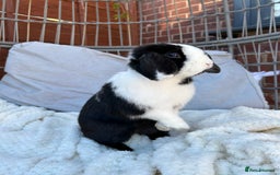 Mini Lop rabbits for sale: Two male mini lop rabbits looking for forever home - Advert 6