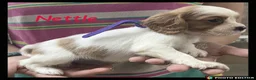 Cockalier dogs for sale: Beautiful Cockaliers - Advert 12