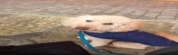 Miniature Poodle dogs for stud: Handsome Apricot Miniature Poodle – Proven Stud 🐩 - Advert 9