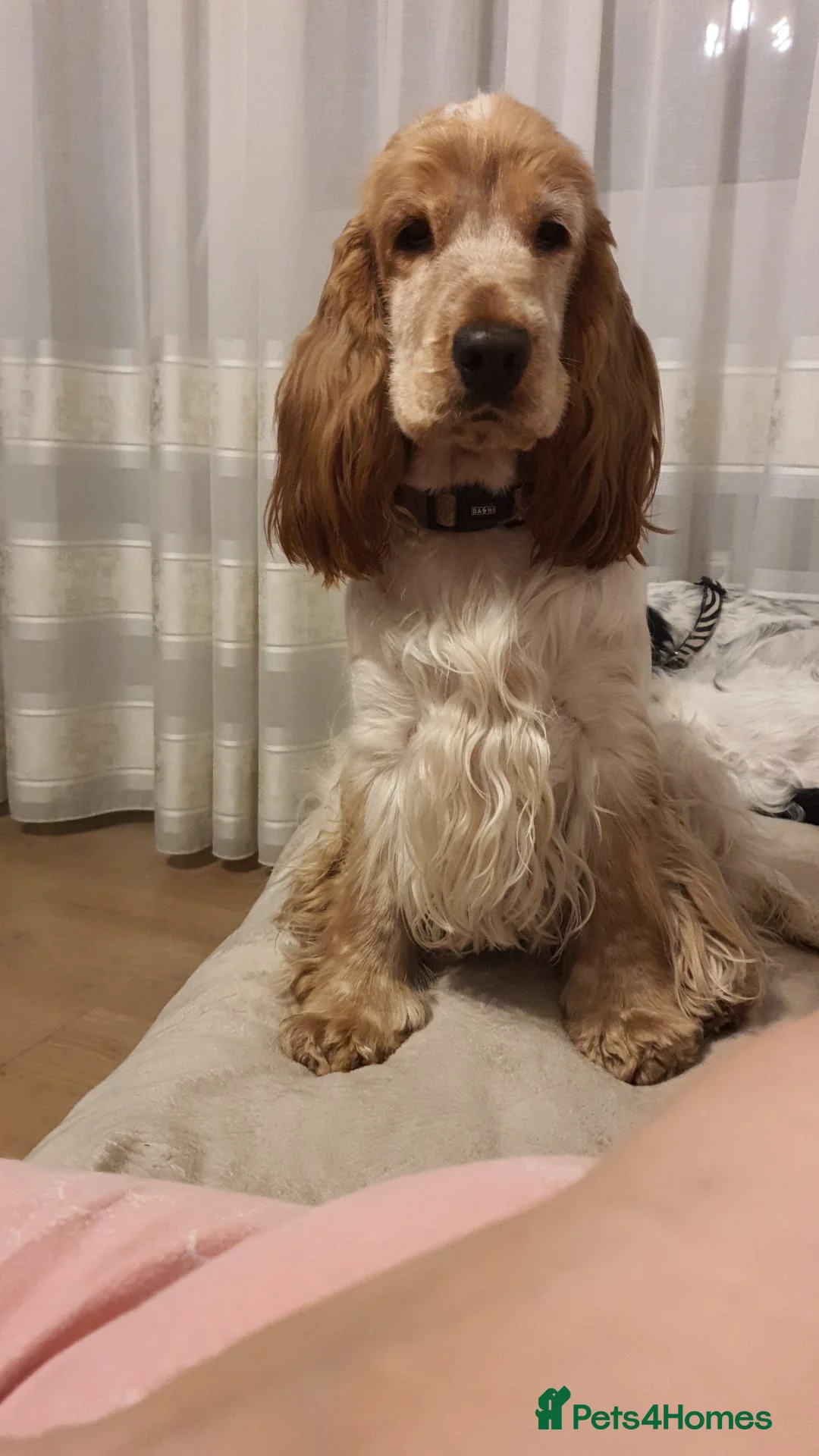 Cocker Spaniel dogs for sale: English Cocker Spaniel litter – champion lines - Advert 1