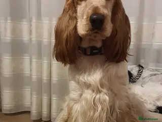 Cocker Spaniel dogs English Cocker Spaniel litter – champion lines - Advert 1