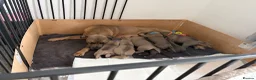 Cane Corso dogs for sale: Cane corso pups  in Dinas Powys - Advert 11