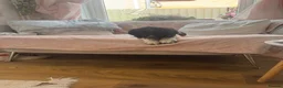 Cocker Spaniel dogs for sale: Beautiful litter of cocker spaniel puppies - Advert 12