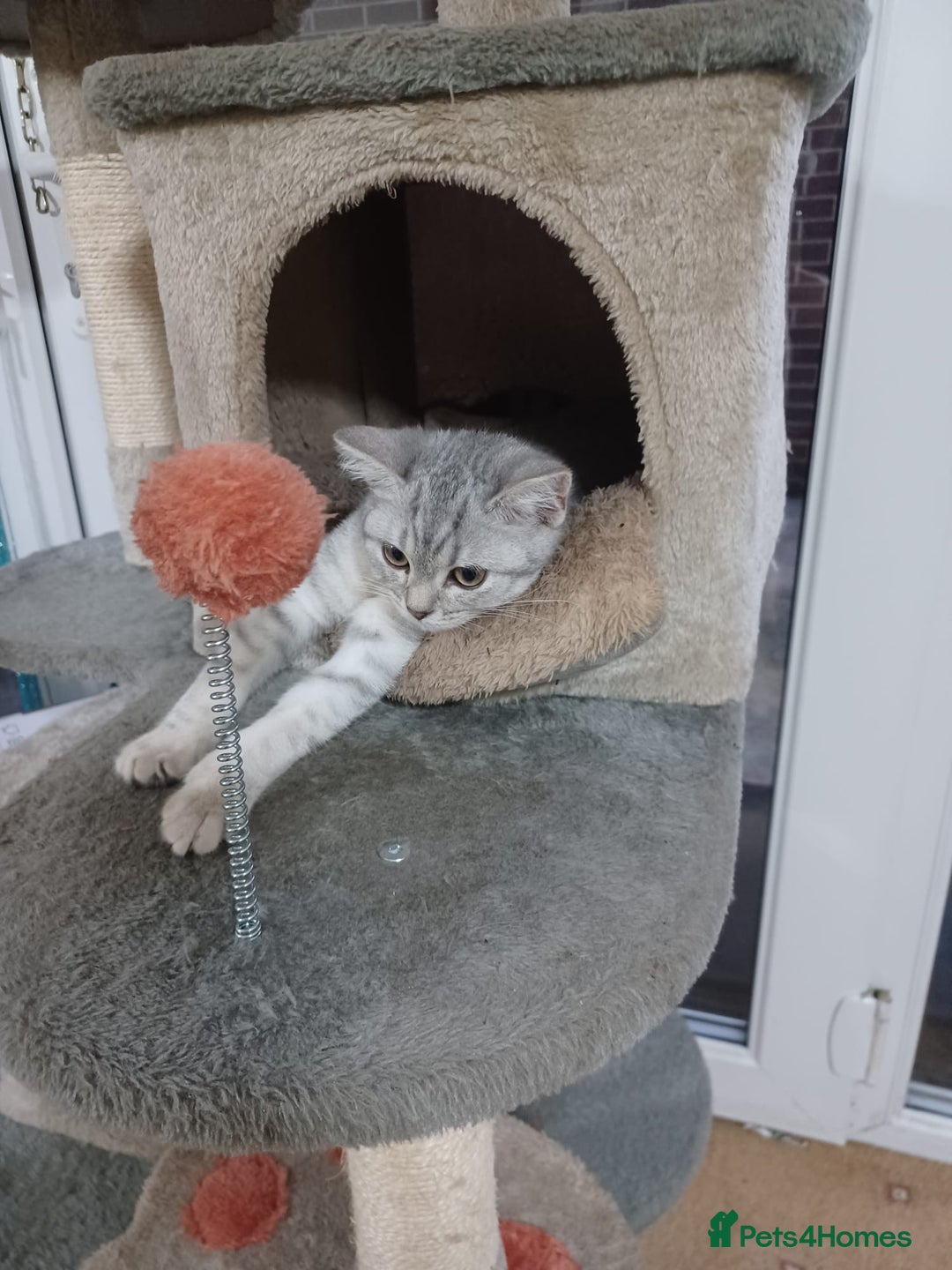 British Shorthair cats for sale: Beautiful silver spotted BSH for sad sale  - Image 15