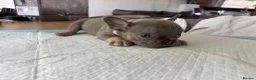 French Bulldog dogs for sale: French bulldog ( fluffy bloodline) - Advert 39