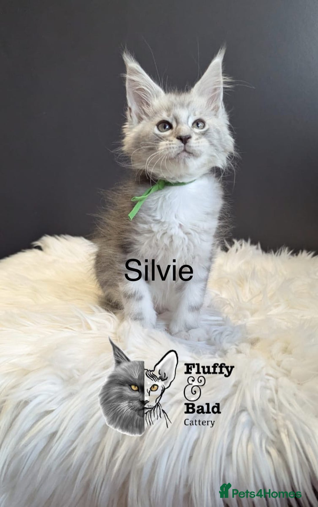 Maine Coon cats for sale: Beautiful silver tabby babies  - Image 7