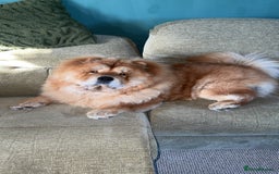 Chow Chow dogs for sale: Rex, CHOW CHOW - Image 4