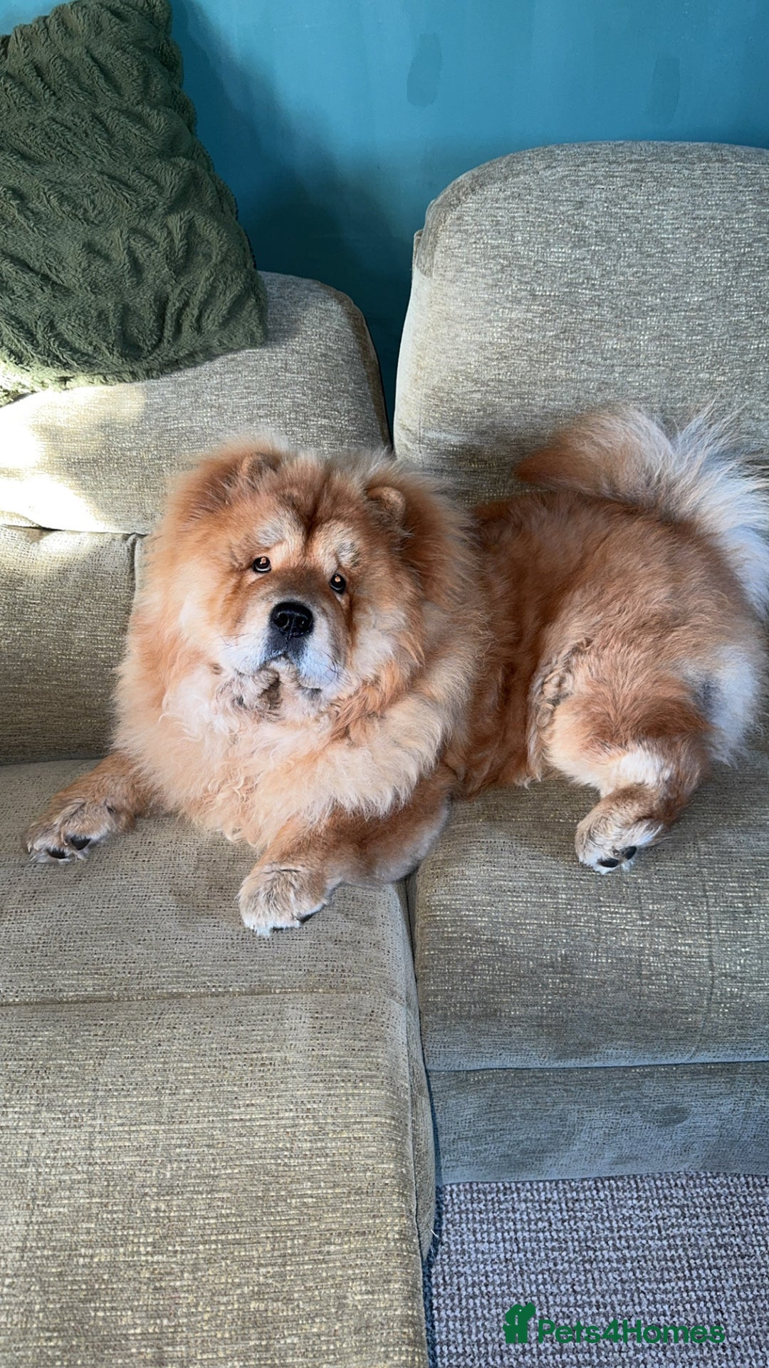 Chow Chow dogs for sale: Rex, CHOW CHOW - Image 4