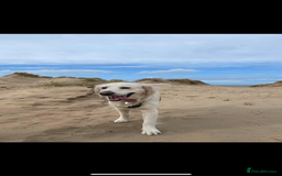 Golden Retriever dogs for sale: Golden Retriever Puppies - Image 3