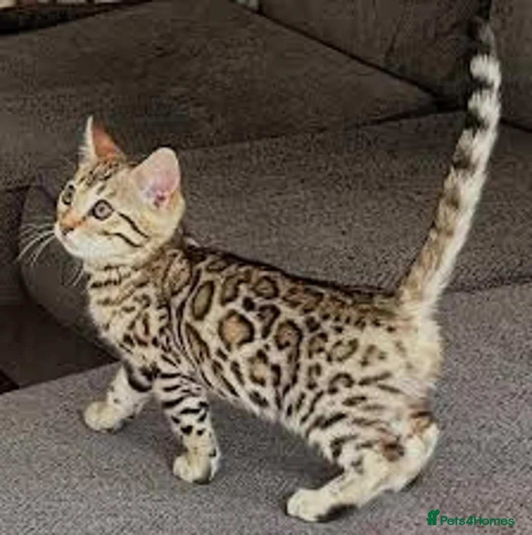 Bengal cats for sale:  Cute Bengal kittens in Glasgow - Advert 4
