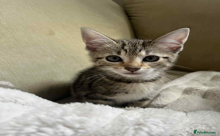 Domestic Shorthair cats - Advert 1