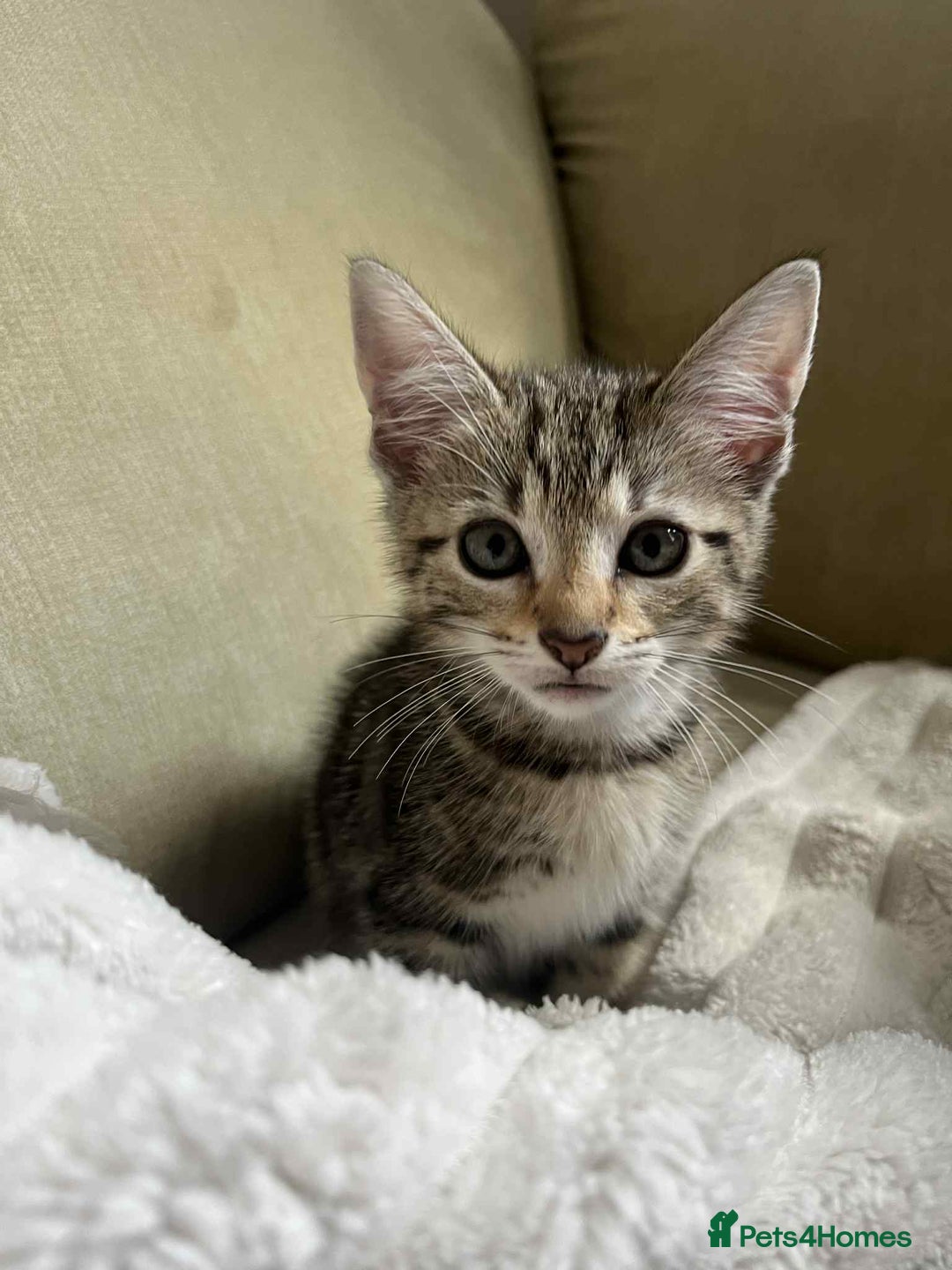 Domestic Shorthair cats for sale: 2 beautiful male kittens - Image 1