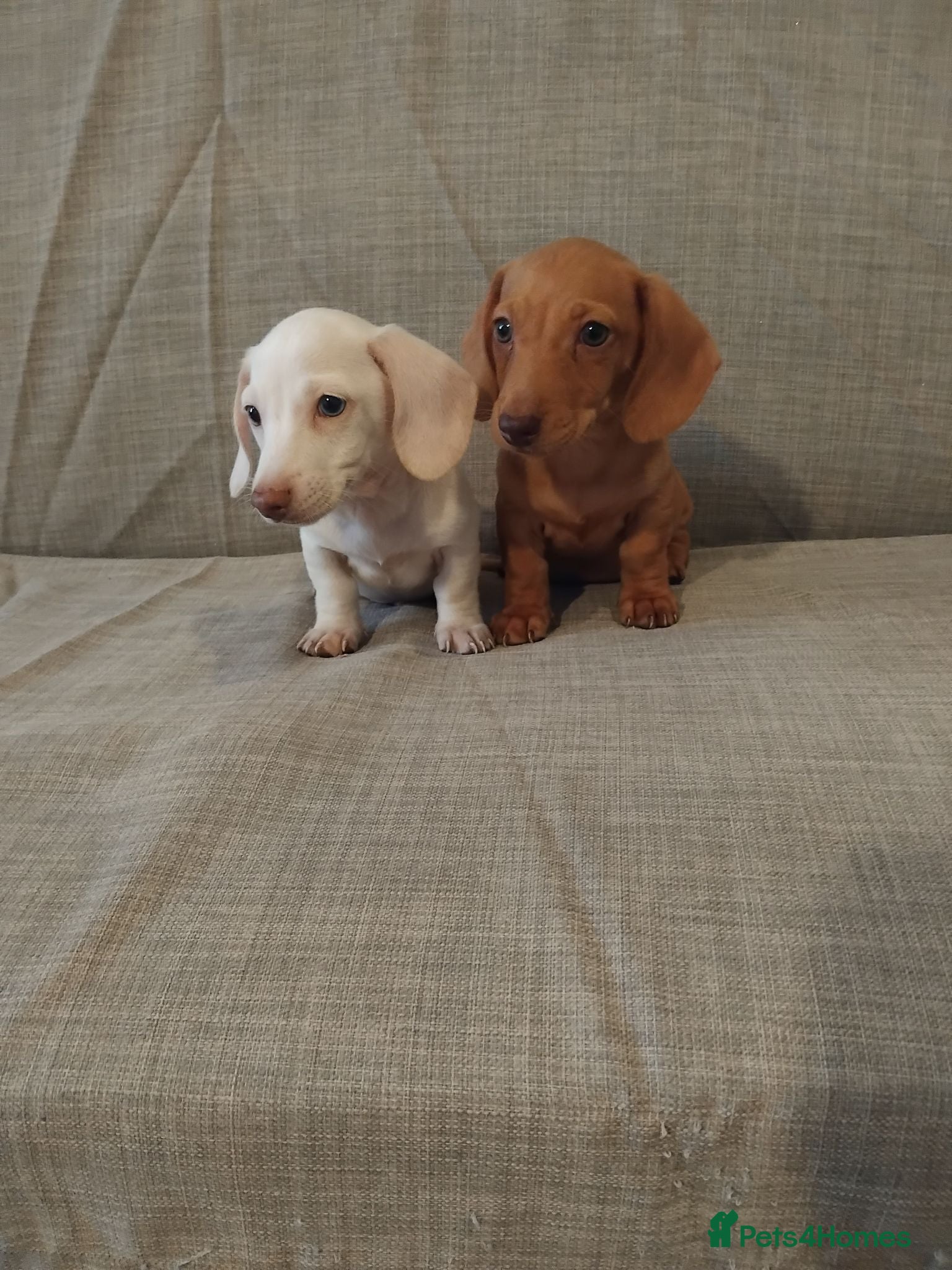 Miniature Dachshund dogs READY ,Miniature Dachshund  - Advert 2