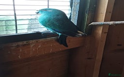 Parrots birds for sale: Beautiful bonded pair.ready.10 mnths old.nr watton - Image 1