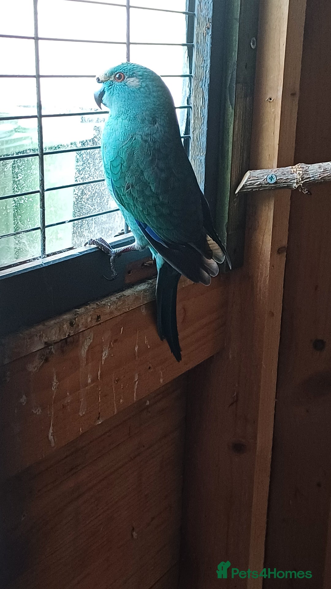 Parrots birds for sale: Beautiful bonded pair.ready.10 mnths old.nr watton - Image 1