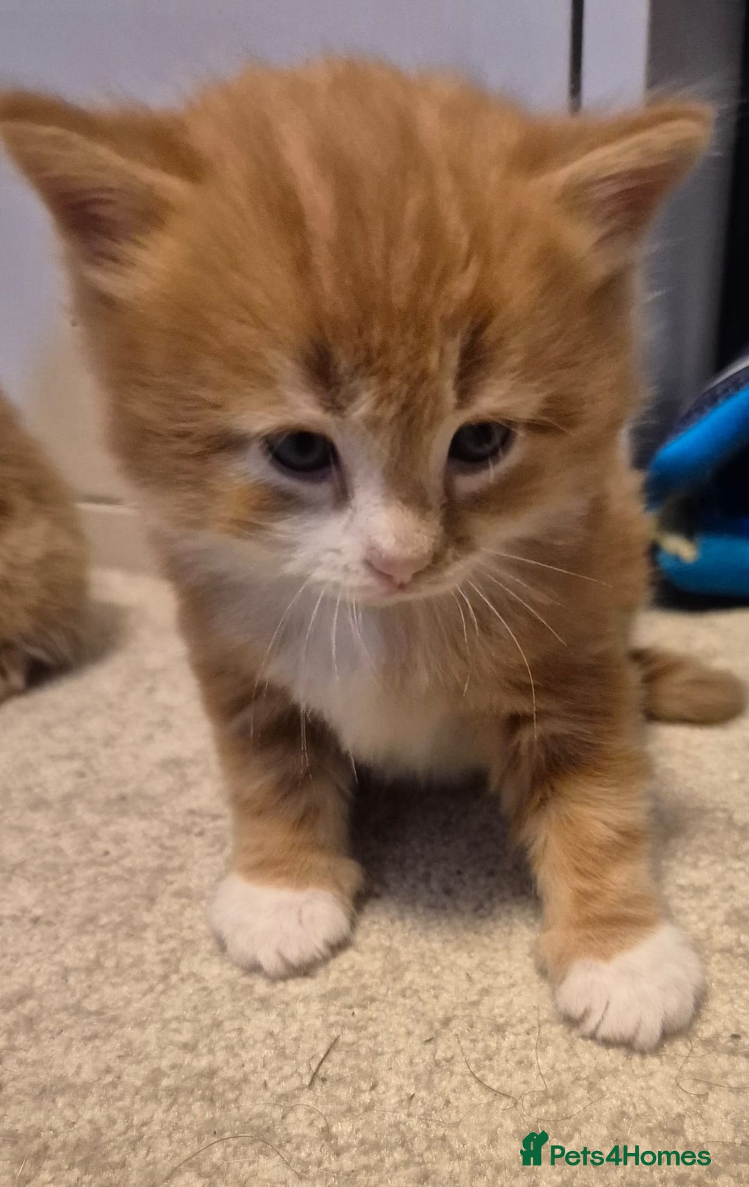 Mixed Breed cats for sale: Gorgeous fluffy kittens  - Image 3