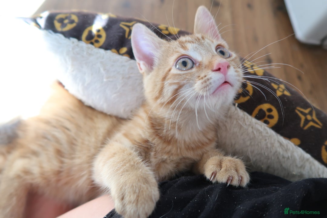 Domestic Shorthair cats for sale: Ginger kitten for sale! - Image 3